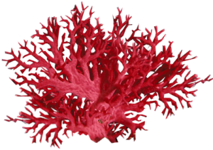 Coral
